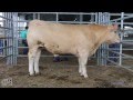 Slaughter Cattle Grading Practice