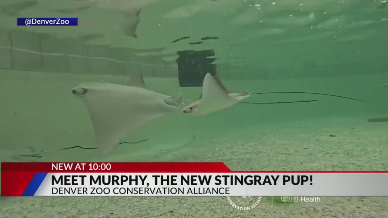 Denver zoo welcomes new stingray pup