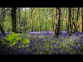 Relaxing Sleep Music, Celtic Instrumental Airs &amp; Melodies With Nature Sounds | Over 4 Hours ASMR