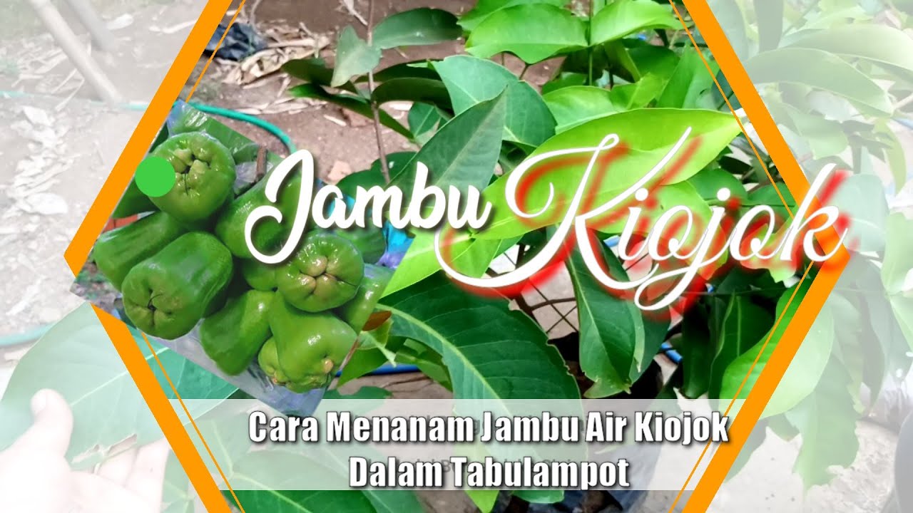 Cara Menanam Jambu Air Kiojok Agar Cepat Berbuah