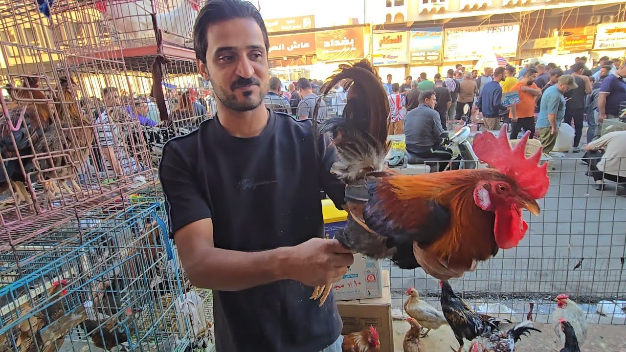 انواع الدجاج العربي الاصلي الكويتي والفري والحمام في سوق الغزل يوم الجمعة 2025/10/31