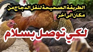 طريقة نقل الدجاج من مكان الى مكان وكفاش تحميه من الموت المفاجئ