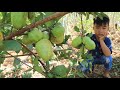 Seyhak pick guava with grandmother / Prepare food for family lunch time / Sreypov Life Show