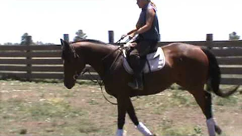 Winter Olympian 6 year old 16.3+ Thoroughbred geld...