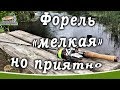 Рыбалка в Ленинградской области. Форель на малой реке. (Август) 2019.