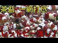茶苔一網打尽！やばすぎるレッドビーシュリンプ！【アクアリウム】