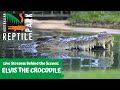 FEEDING ELVIS THE CROCODILE (GO INSIDE HIS ENCLOSURE!) | AUSTRALIAN REPTILE PARK
