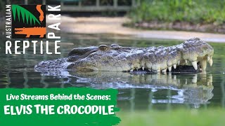 FEEDING ELVIS THE CROCODILE (GO INSIDE HIS ENCLOSURE!) | AUSTRALIAN REPTILE PARK