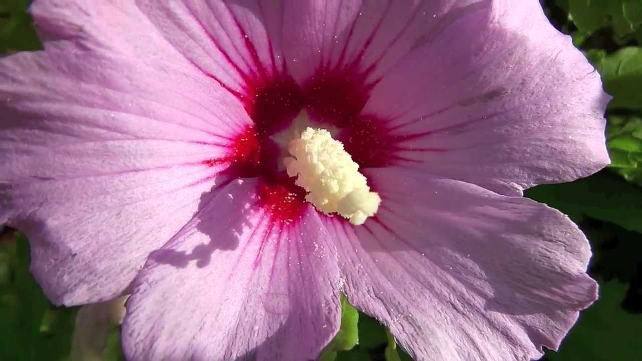 panasonic hx WA30 (macro test)