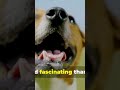 The Most Misunderstood Dog Breeds