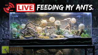 Let's Feed My Massive Spiny Ant Colony