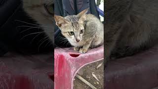 Cat Funny Cat cat cats shorts Ep 179