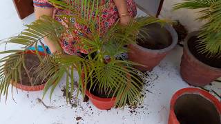 Areca Palm || How and when to repot Areca Palm