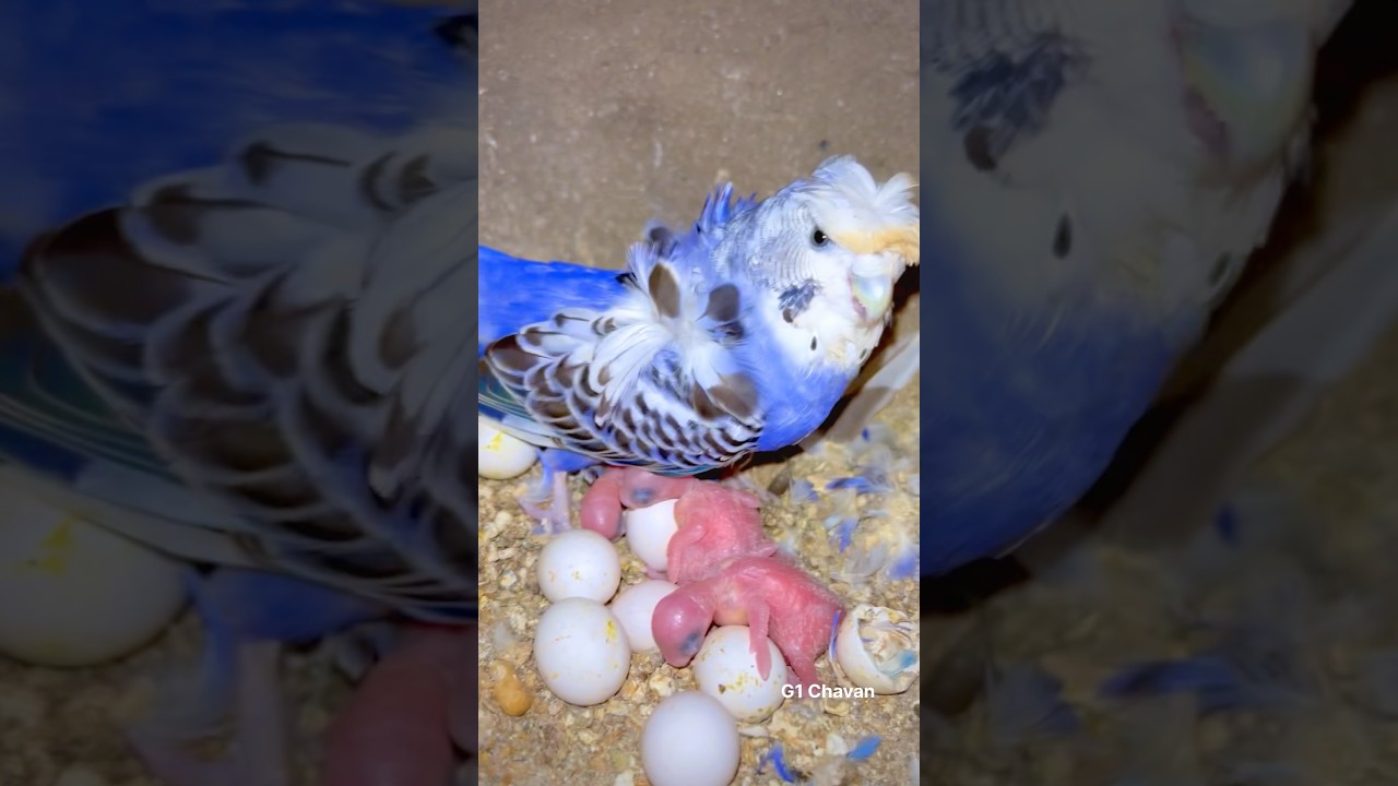 Hagoromo Budgies Breeding Progress 💎🚁 || Australian budgies || Helicopter birds 🧿