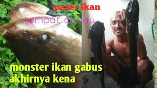Paser Ikan Dua Monster Ikan Gabus Akhirnya Kena
