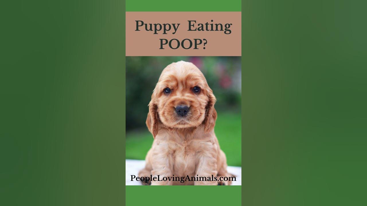 Puppy Eating Poop How To Stop Puppy From Eating Poop Why Puppies Eat puppy-eating-poop-how-to-stop-puppy-from-eating-poop-why-puppies-eat