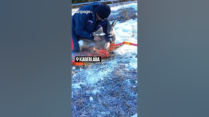 Carabinieri forestali liberano capriolo intrappolato in una rete: bambini hanno lanciato l'allarme