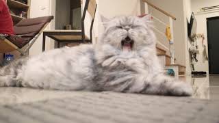 American curl cat, Persian cat : Dammm the camera's not focus 'furbie'