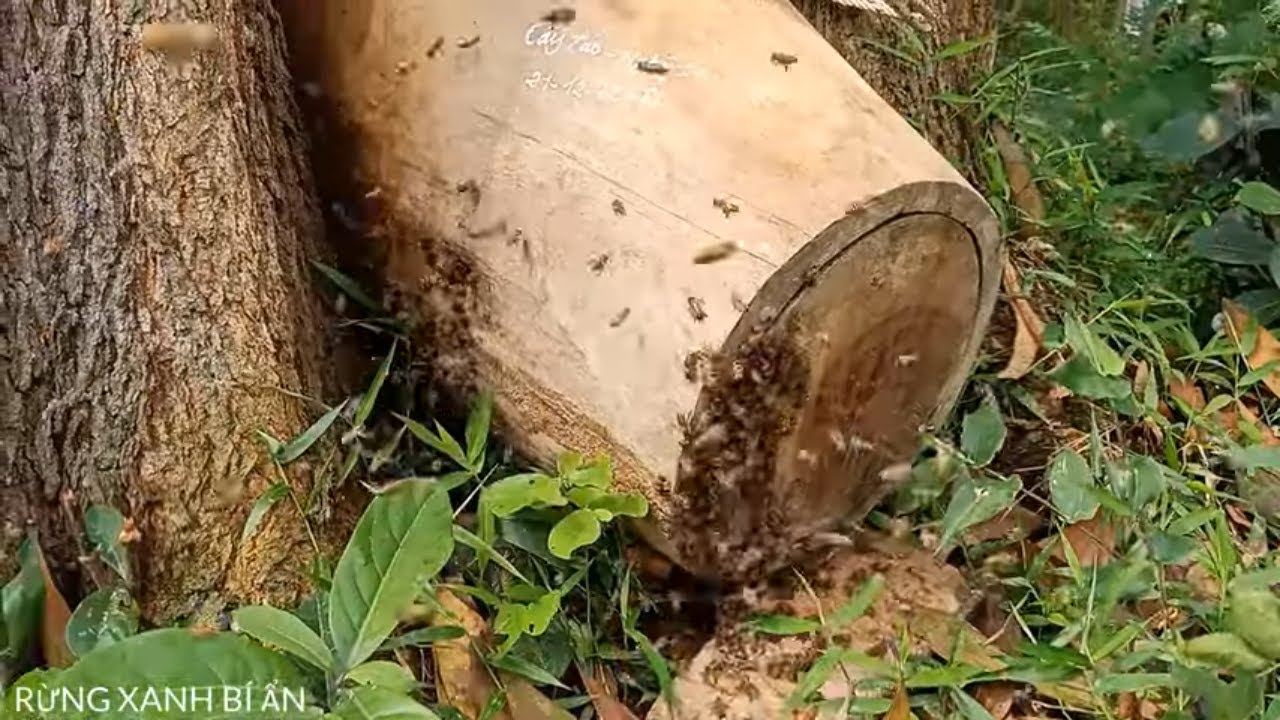 Cách Chọn Địa Điểm Bắt Ong Soi Đõ Mùa Hè | Rừng Xanh Bí Ẩn |