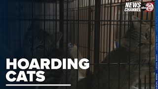 30 Cats Removed From "Hoarding Situation" in Champaign County