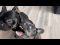 French Bulldog First Heat | How Male French Bulldog Reacted | 7 Month Old vs 3 Year Old