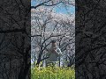 1+1 - オリジナル曲 #shunski #1+1 #オリジナル曲 #capcut