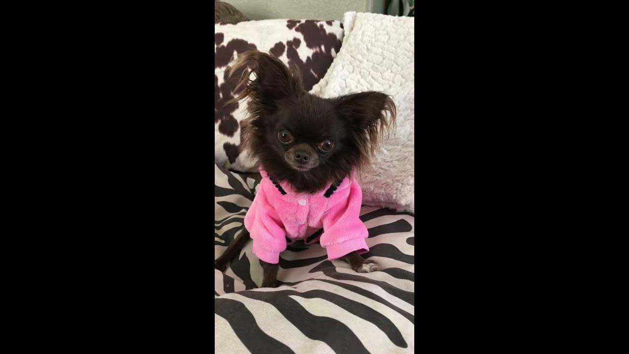Kuzma Is Tiny Chocolate Longhair Boy From Las Vegas Chihuahua