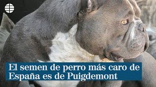 Robusto Rusia definido El semen de perro más caro de España es de Puigdemont | Crónica