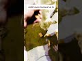 Dhani bahot jaldi banana ho to #minivlog #love #animals #animal#birds