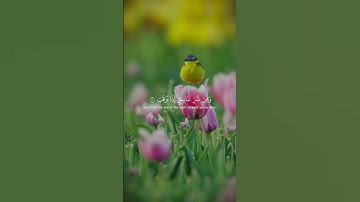 سورة الفلق كاملة القارئ ماهر المعيقلي