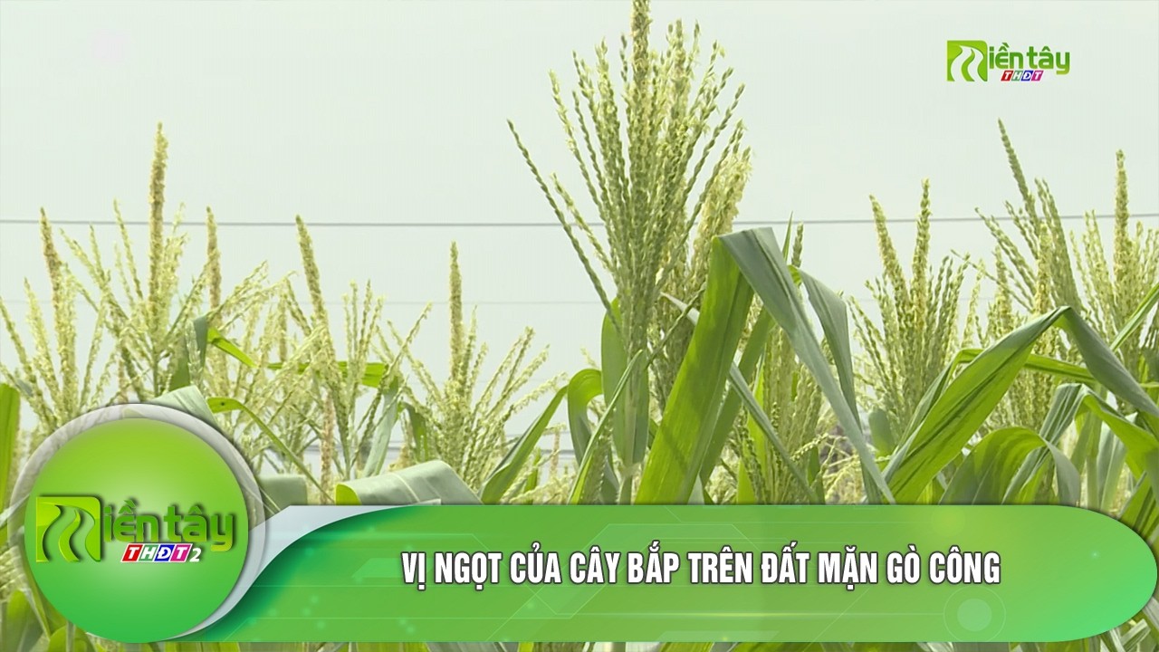 Vị ngọt của cây bắp trên đất mặn Gò Công