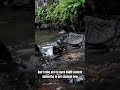 ASMR content, subscribe to our channel now! 🌊👍 #nature #waterfall #asmr