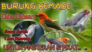 Burung KEMADE // CABE CABEAN - Cocok Untuk Masteran Dan Pikat (Suara Jernih)