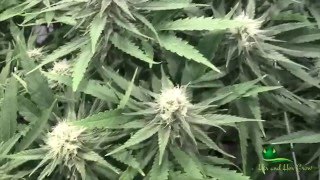 Season 3 - Ep. 5 Day 25 Remo vs Advanced Nutrients