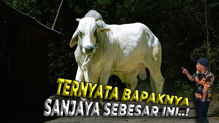 TERNYATA SANJAYA KETURUNAN SAPI PEJANTAN SUPER DARI KEBUMEN..!