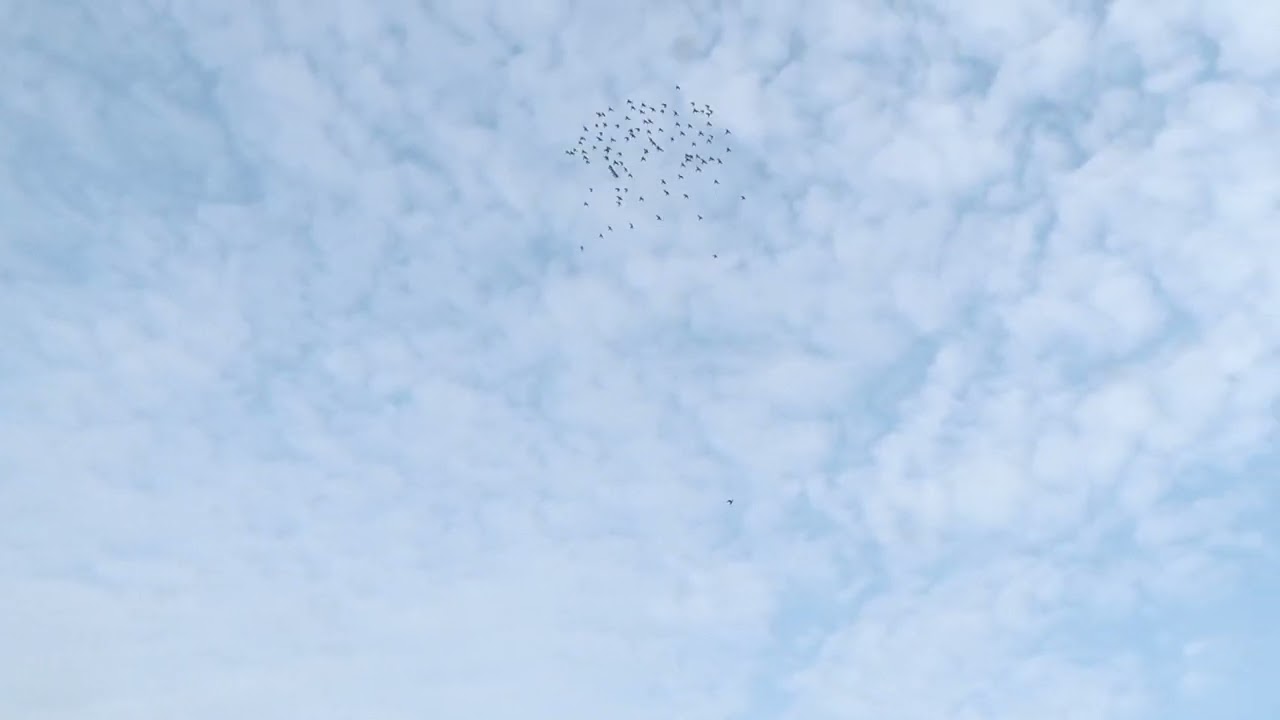 MORE THAN 100 RACING PIGEONS TRAINING!!