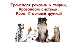 Транспорт речовин у тварин. Незамкнена і замкнена кровоносні системи. Кров