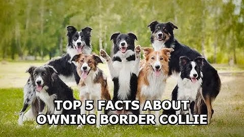 Top 5 Facts About Owning Border Collie
