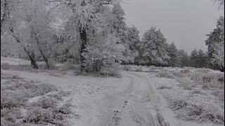 Зимняя дорога в сосны. Зимние пейзажи в 4к 60fps 2160р. Зимние футажи. Релакс-видео.