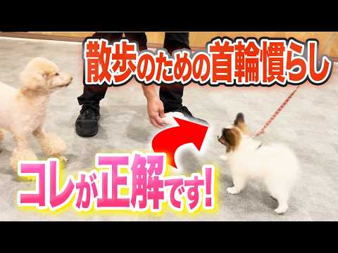 犬がリードを嫌がる理由と解決策｜プロが教える5つのトレーニング法