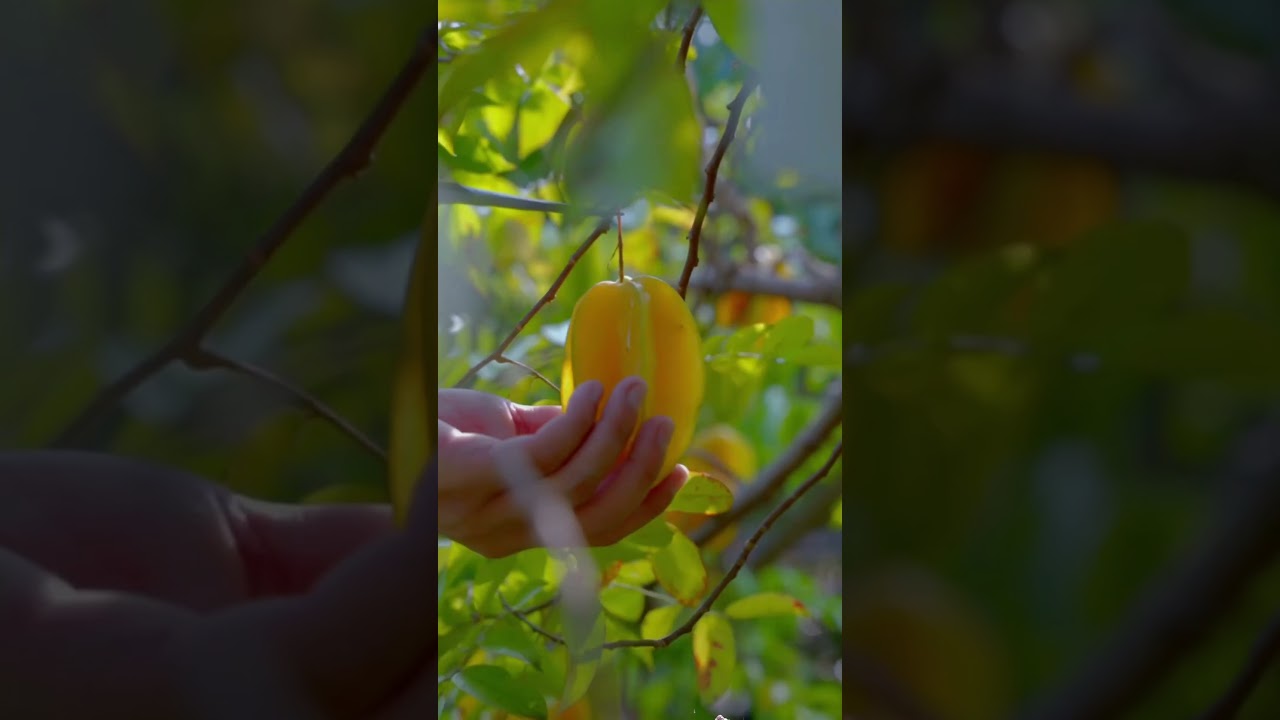 Sweet & Sour Juicy Starfruit #nature #shorts