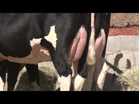 LOTE 16   66  1117   LIQUIDAÇÃO FAZENDA CURRAL VELHO
