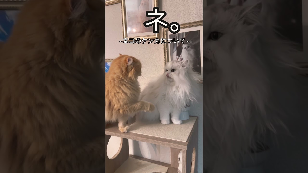 ネコはケンカも可愛い　#猫のいる暮らし #猫のいる生活 #cat