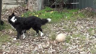 Bella Playing Soccer Part 2