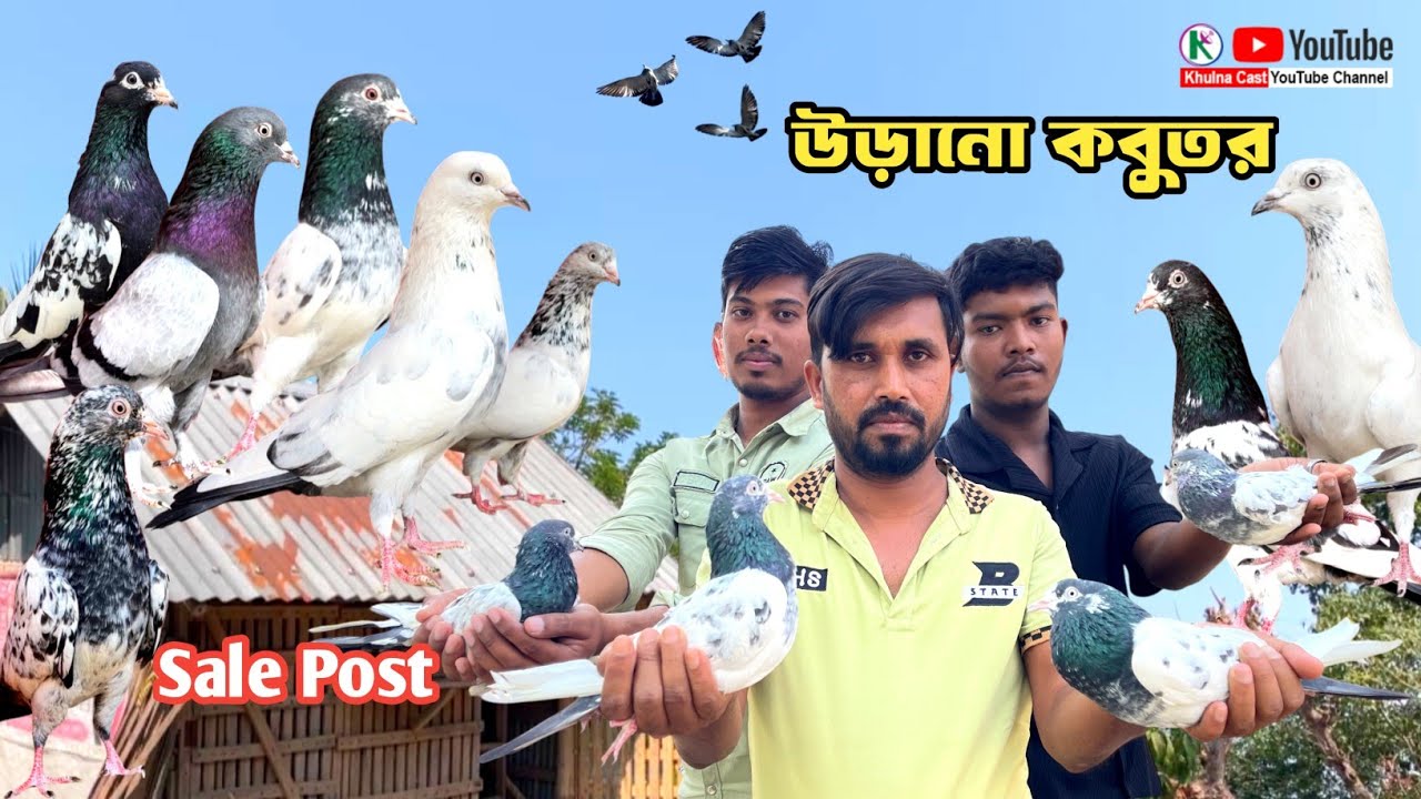 গ্যারান্টি সহ উড়ানো কবুতর বিক্রয় হইবে।। flying pigeon sale #pigeon #teddykabotar #kabutar 