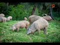 Porco Bísaro | Qualidade da Carcaça e da Carne