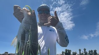 FISHING REPORT Lake Mohave / Willow Beach / Colorado River 6/23/23