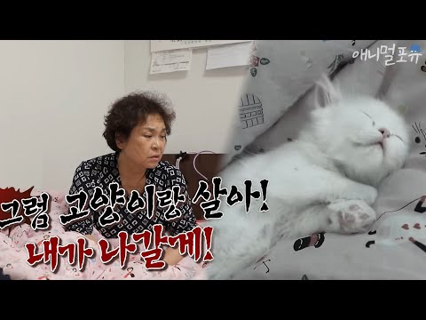 고양이 키우기를 극구 반대하는 할머니(+반전주의), KBS 200509 방송