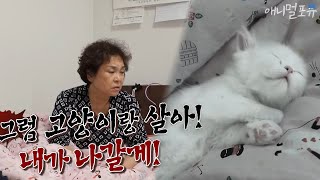 고양이 키우기를 극구 반대하는 할머니(+반전주의), KBS 200509 방송