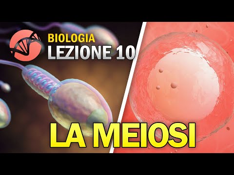 Video: Durante la megasporogenesi si verifica la meiosi?